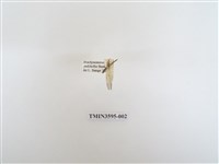 藏品(蟻蛉71)的圖片